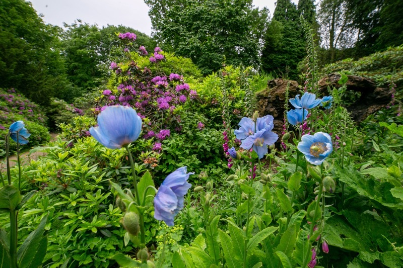 Other image for Listed gardens’ revival thanks to partnership
